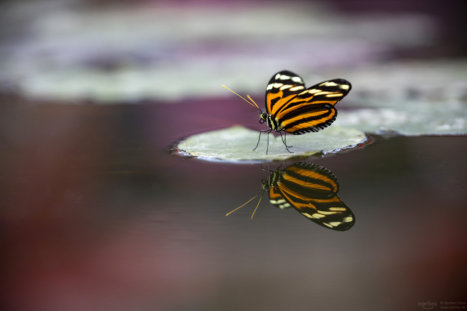 heliconius ismenius