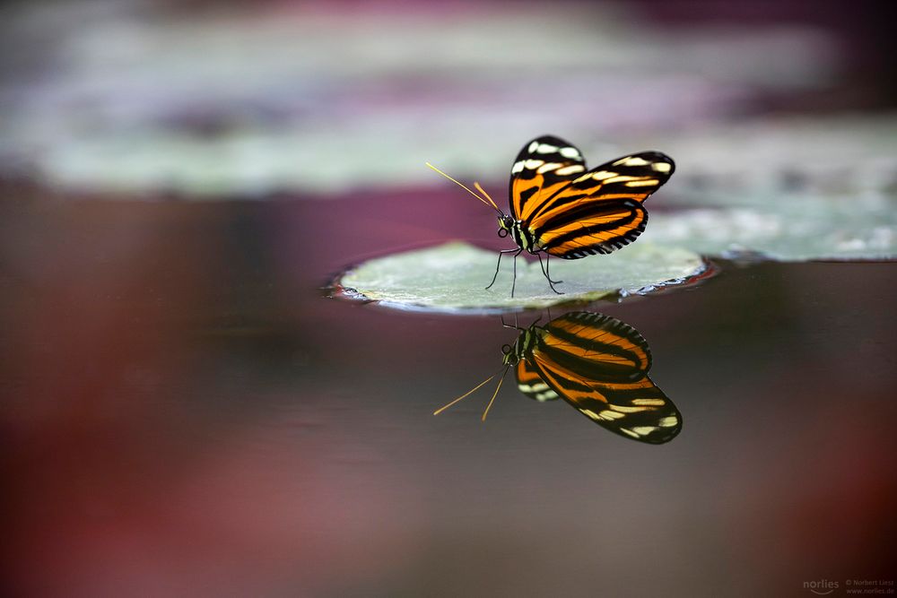 heliconius ismenius