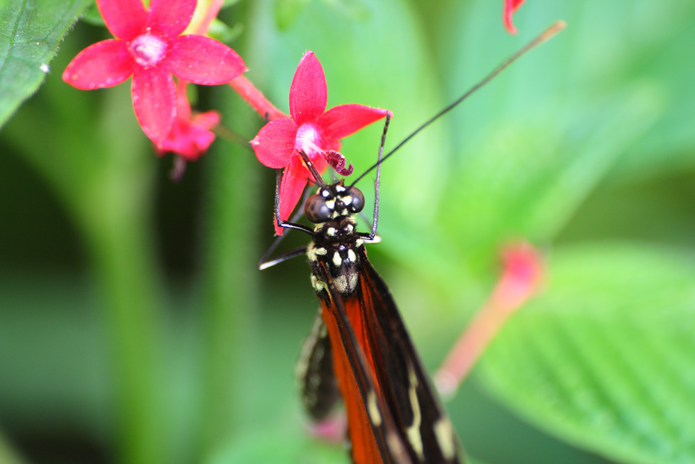 Heliconius ismenius