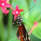 Heliconius ismenius