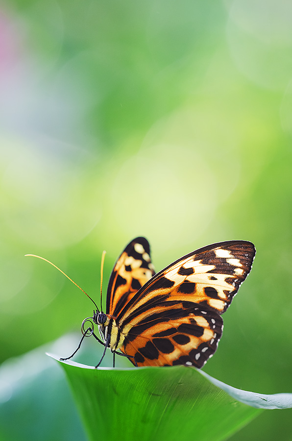 Heliconius ismenius