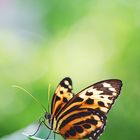 Heliconius ismenius