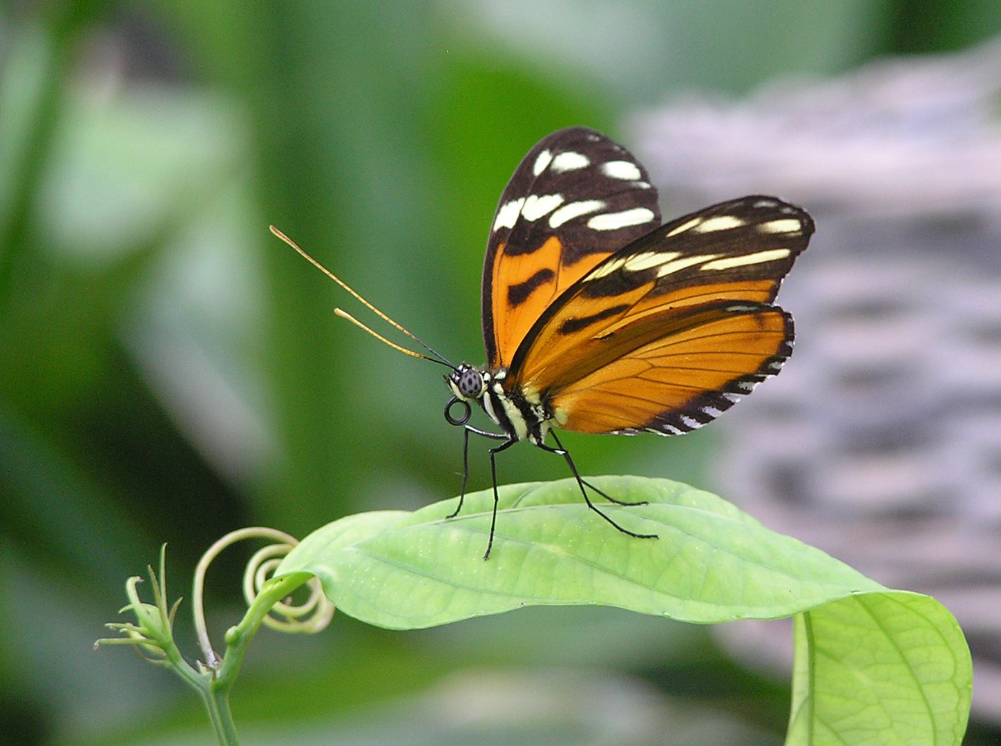 heliconius ismenius