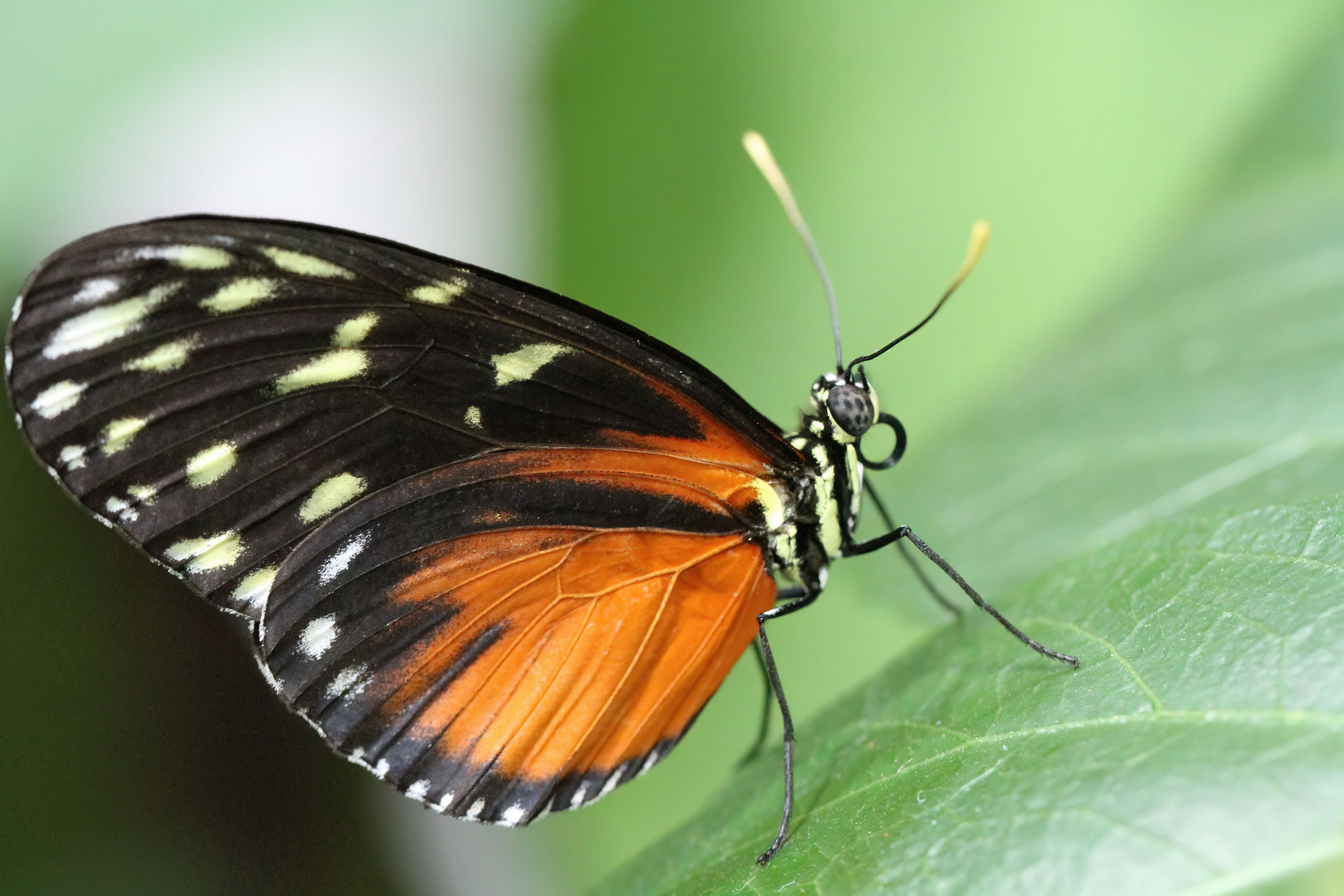 Heliconius Ismenius