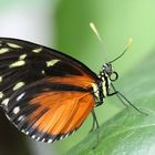 Heliconius Ismenius