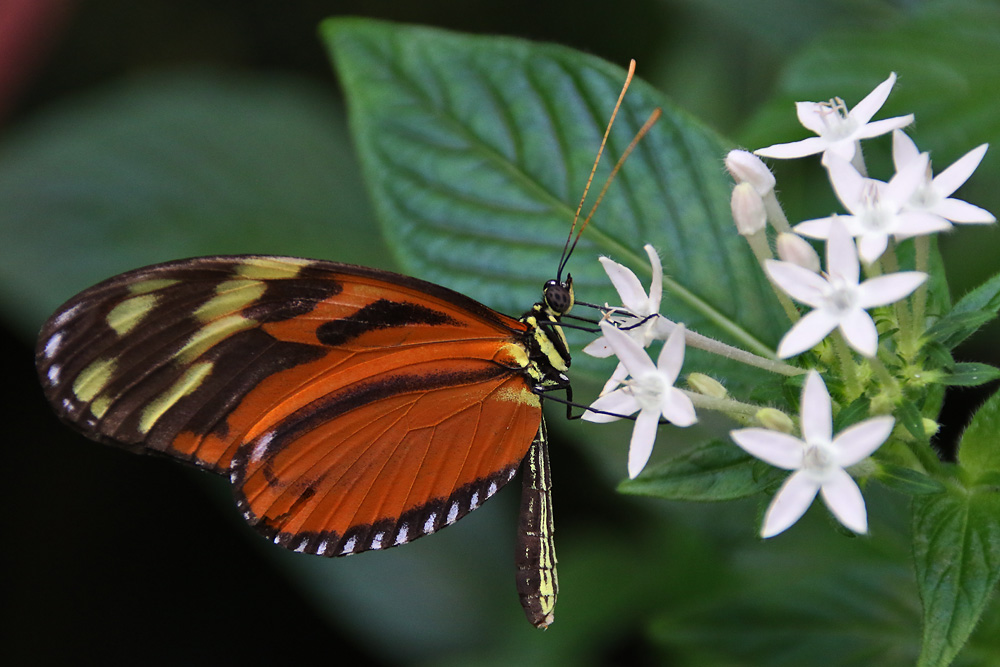 Heliconius ismenius clarescens