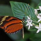 Heliconius ismenius clarescens