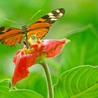 HELICONIUS ISMENIUS CLARESCENS (Heliconian Tiger)