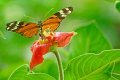 HELICONIUS ISMENIUS CLARESCENS (Heliconian Tiger)