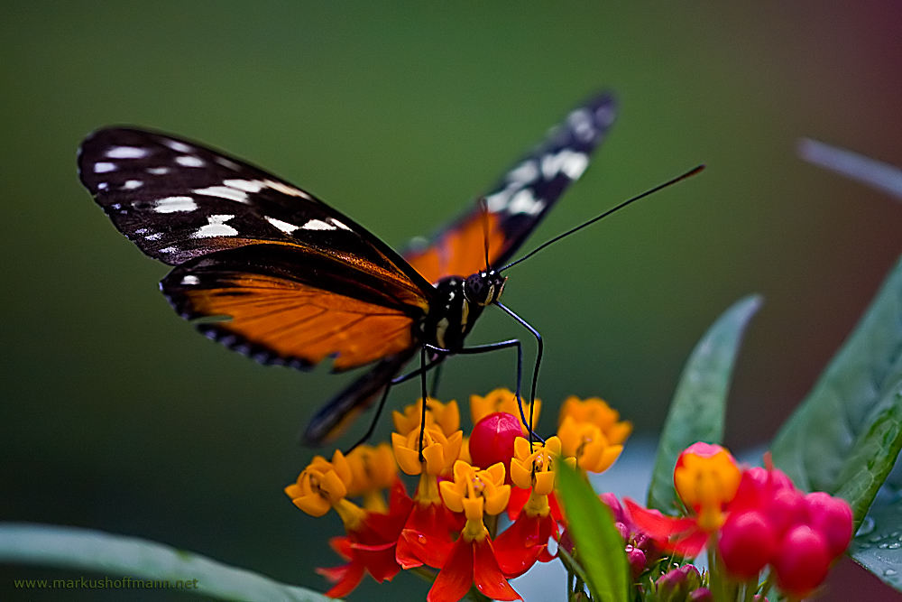 Heliconius Ismenius (Helikopter)