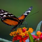 Heliconius Ismenius (Helikopter)