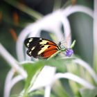 *** Heliconius ismenius (Ismenius-Tiger) ***