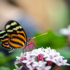 heliconius ismenius on flower