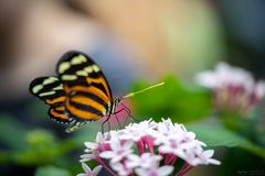 heliconius ismenius on flower