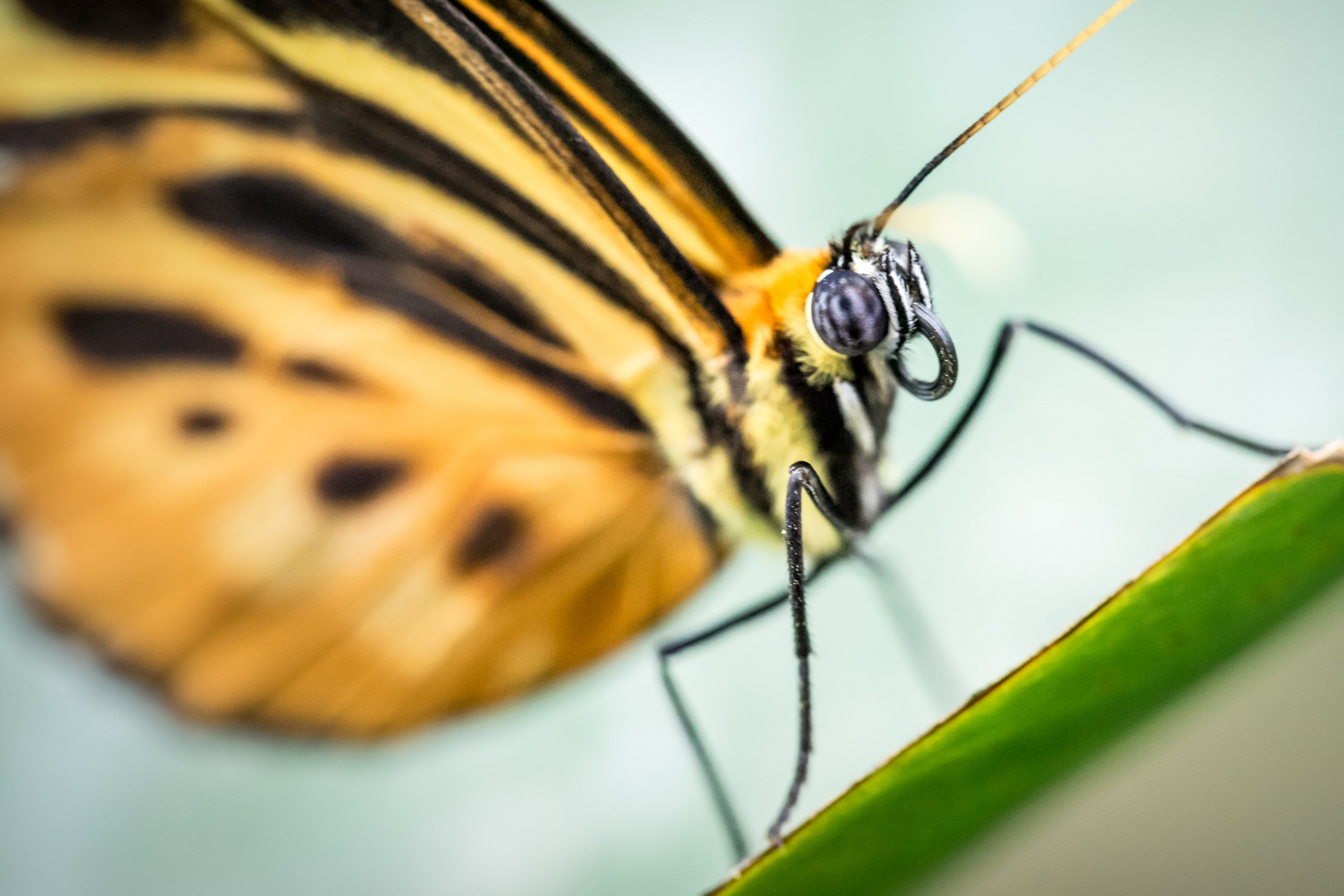 Heliconius ismenius Schmetterling