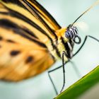 Heliconius ismenius Schmetterling