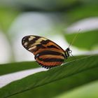 Heliconius ismenius telchinia