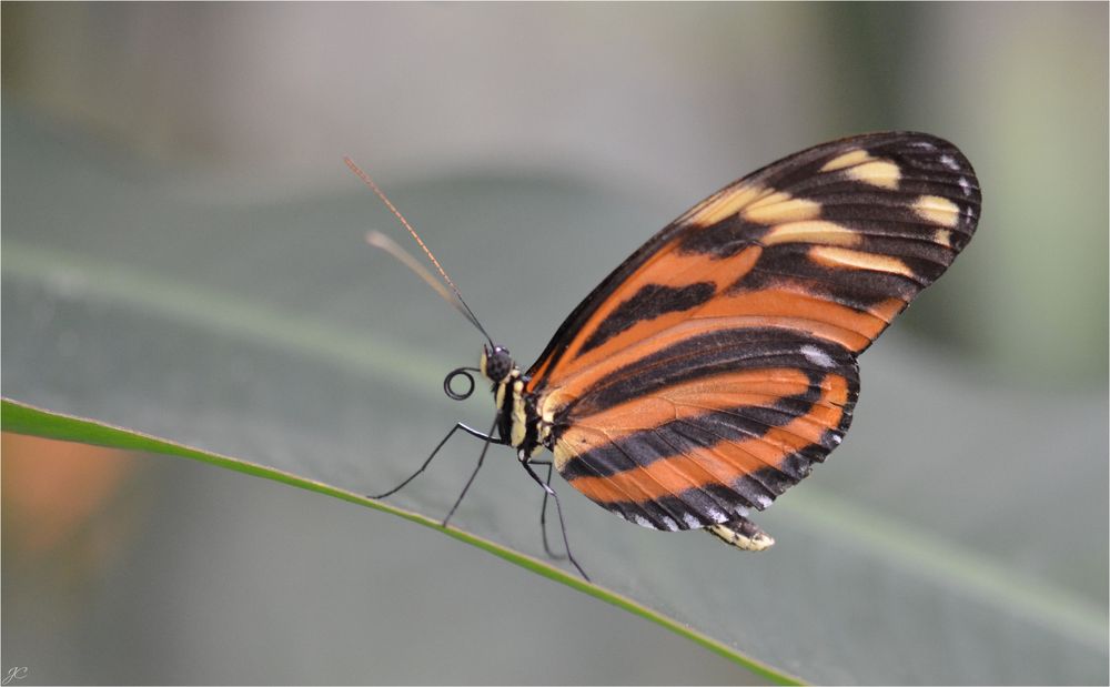 Heliconius ismenius telchinia