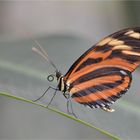 Heliconius ismenius telchinia