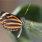 Heliconius ismenius telchinia