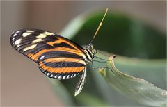 Heliconius ismenius telchinia