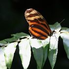 ° Heliconius ismenius telchinia °