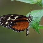 Heliconius ismenius / Tiger Passionsfalter