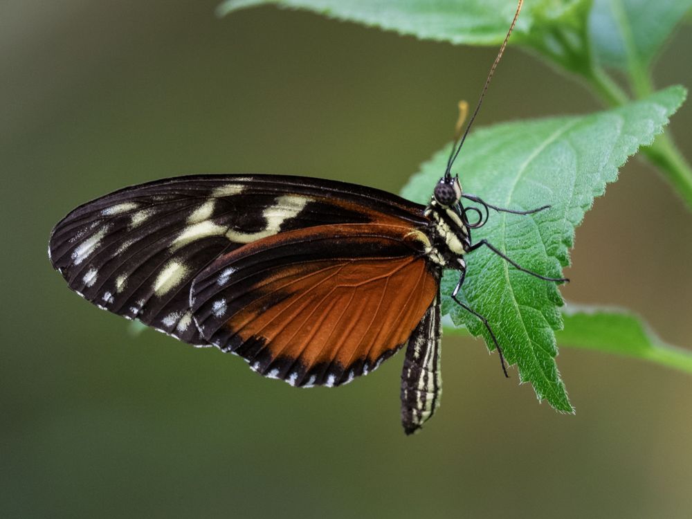 Heliconius ismenius / Tiger Passionsfalter