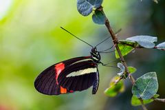 heliconius melpomene