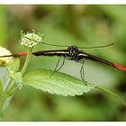 Heliconius melpomene