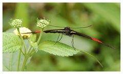 Heliconius melpomene