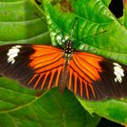 Heliconius melpomene