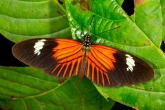 Heliconius melpomene