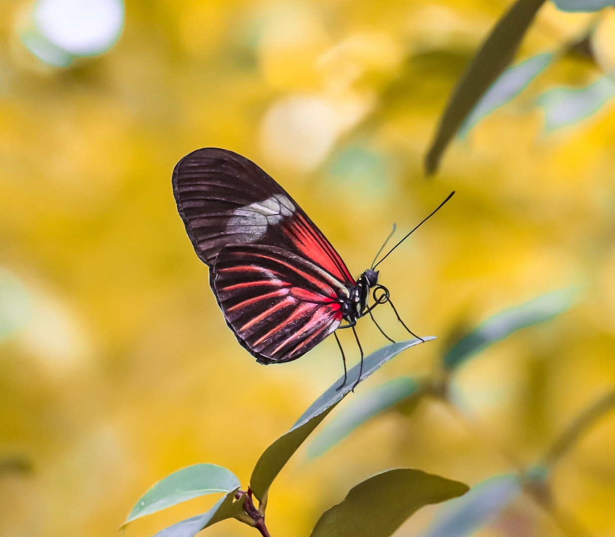 Heliconius melpomene