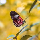 Heliconius melpomene