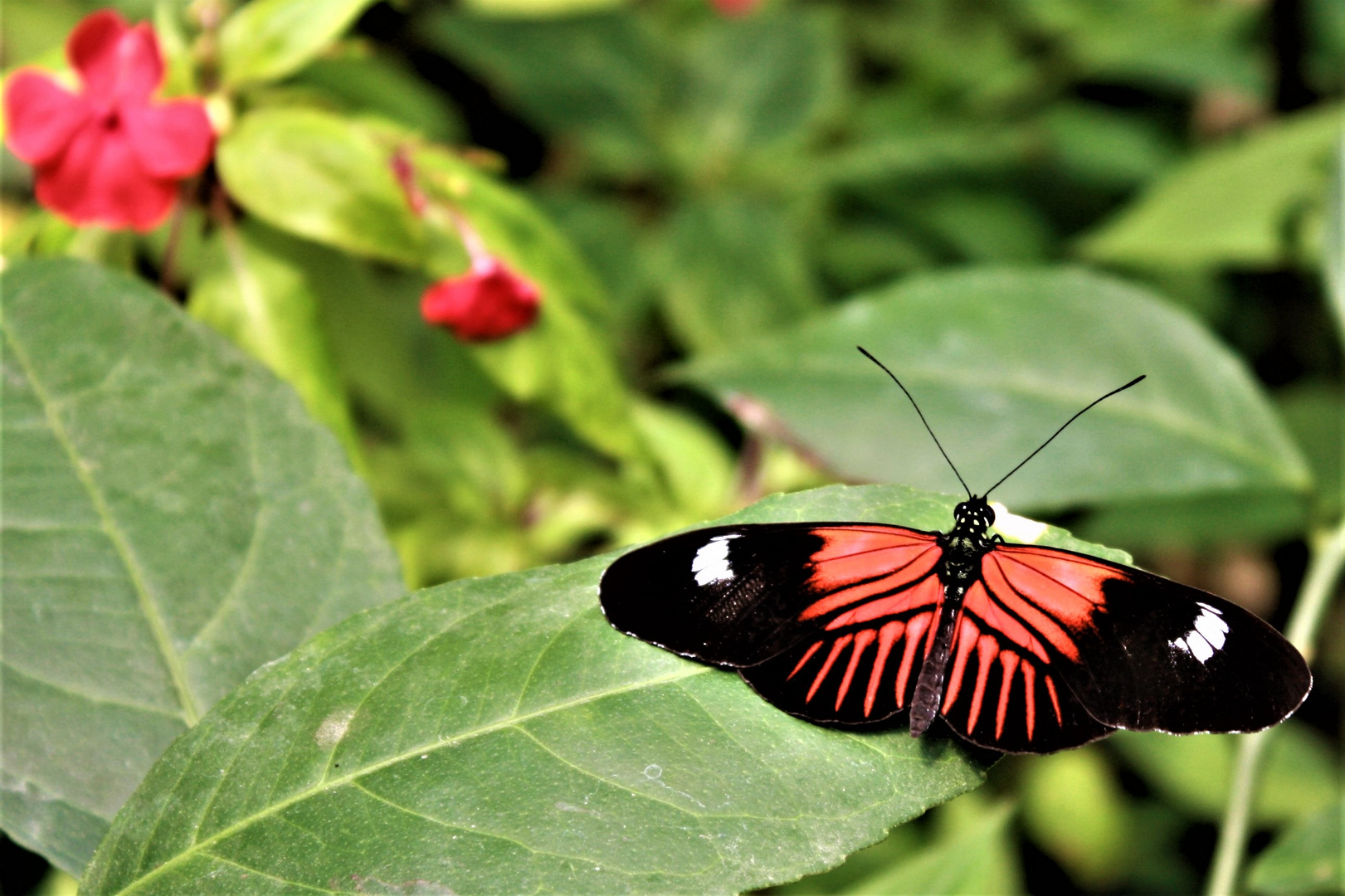 Heliconius melpomene