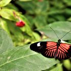 Heliconius melpomene