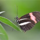 Heliconius melpomene