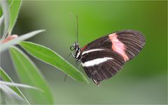 Heliconius melpomene