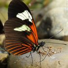 Heliconius melpomene