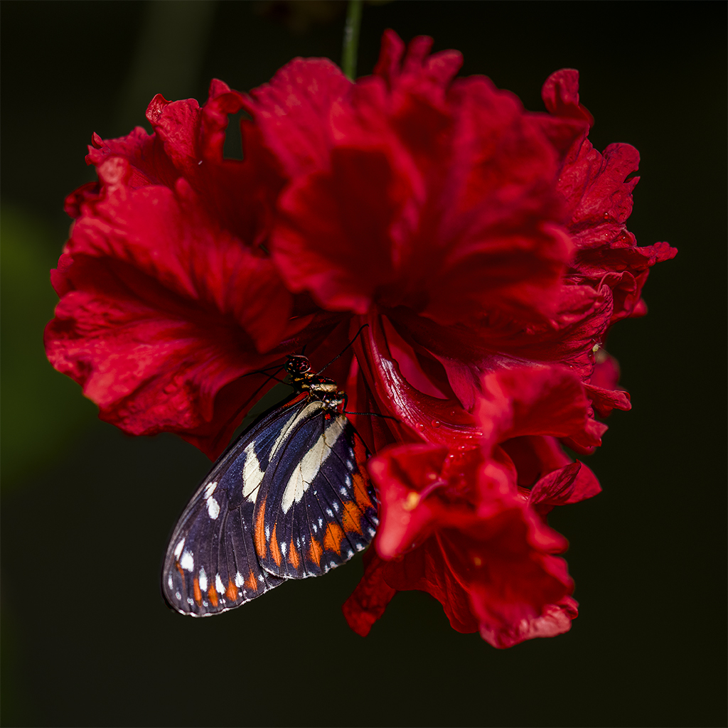 Heliconius Melpomene