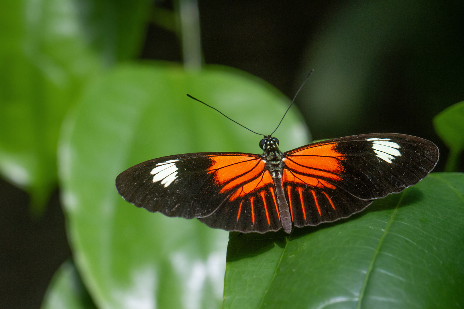 Heliconius melpomene aglaope