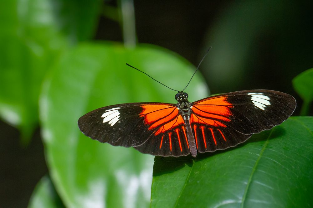 Heliconius melpomene aglaope