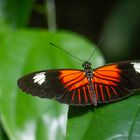 Heliconius melpomene aglaope