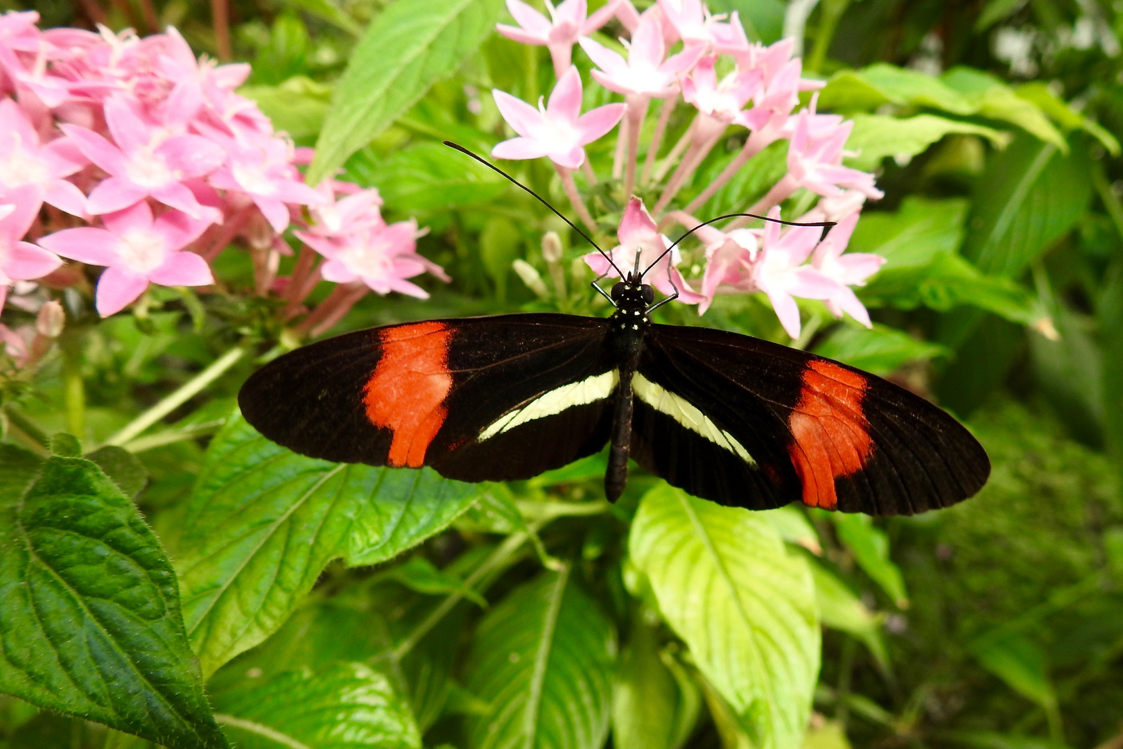 Heliconius melpomene