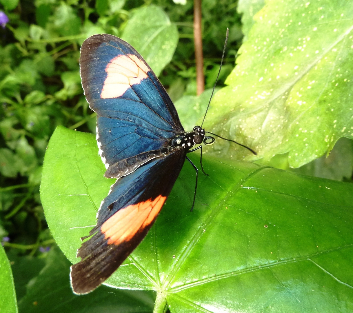 Heliconius Melpomene