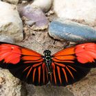 Heliconius melpomene