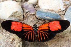 Heliconius melpomene