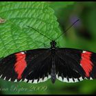 Heliconius Melpomene Cythera