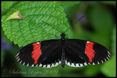 Heliconius Melpomene Cythera